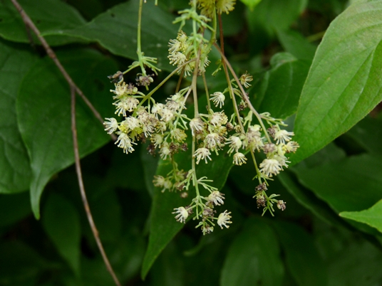 {Menispermum canadense}